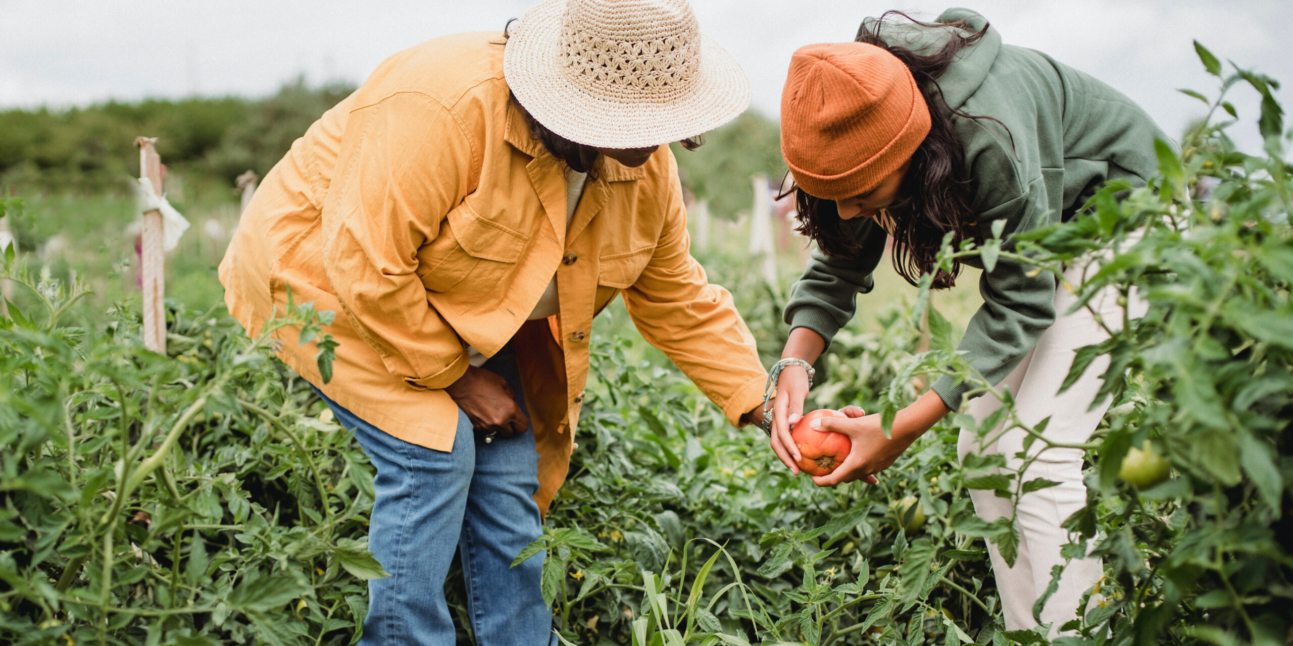 Two women harvesting vegetables