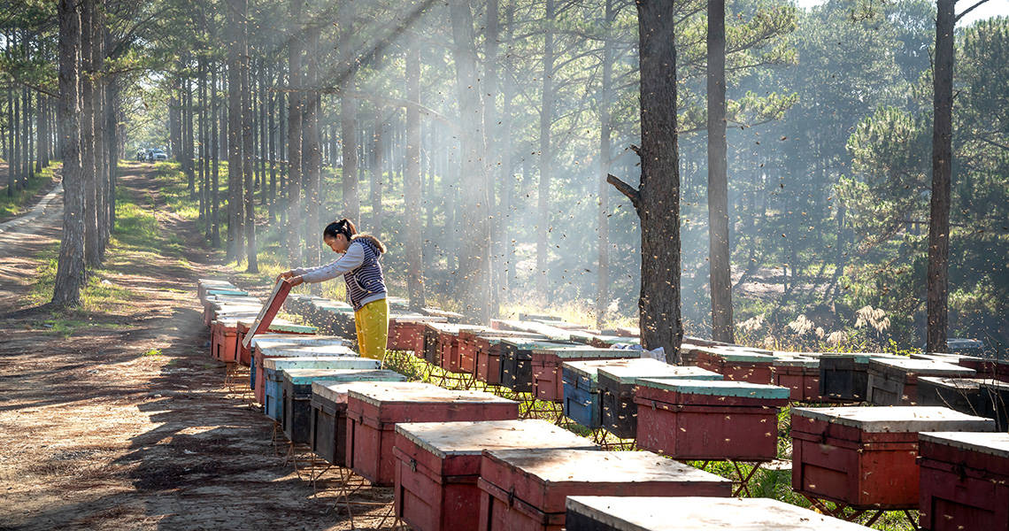 Woman tending to a row of bee hives in the forest